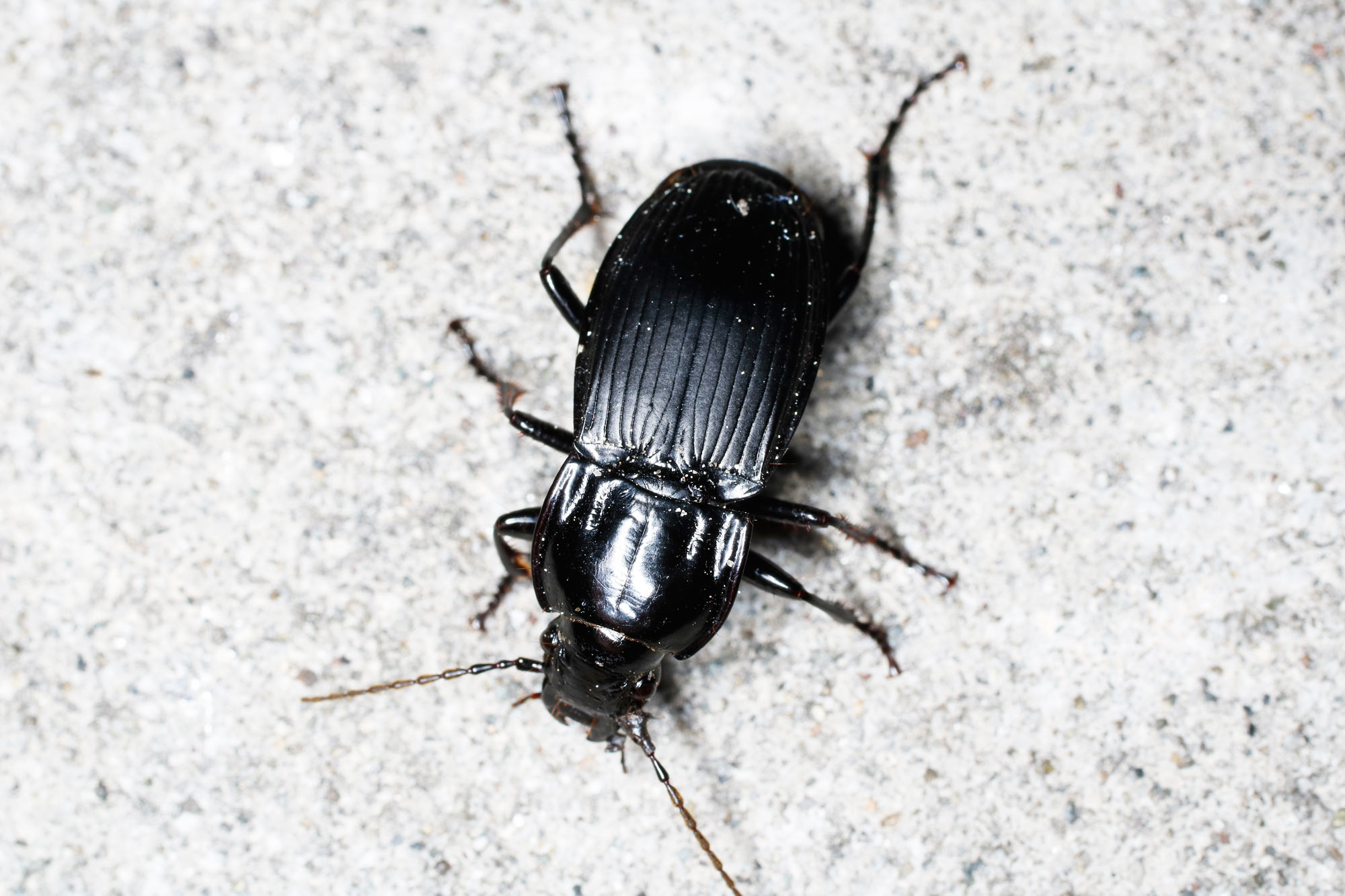Carabidae: Abax parallelepipedus subpunctatus